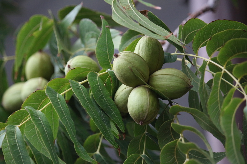 immature, nut, no people, fruit, organic, leaf, tree, wellbeing, close-up, acorn, day, nogalera, selective focus, plant part, freshness, growth, 5K, healthy eating