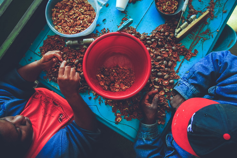 pecans, barn, harvest, adult, rural, hand, real people, table, seasons, blue, denim, red, nutcracker, lifestyles, human body part, farm, group of people
