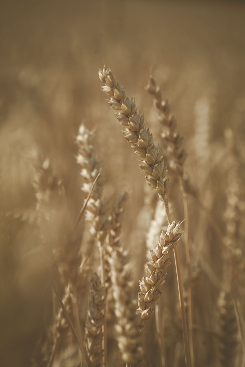 food, day, no people, seed, grass, tree, crop, wheat, vegetable, brown, farm, outdoors, vegetation, selective focus, stalk, plant, land, photography, selective