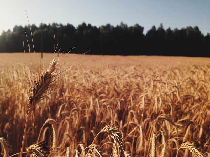 nature, cereal plant, land, produce, grass, buggy, outdoors, landscape, no people, reed, unnamed road, grain, day, vegetation, wheat, vegetable, growth