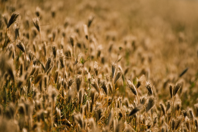 food, nut, farm, beauty in nature, grain, sprout, lentil, reed, seed, cereal plant, wheat, field, reptile, growth, snake, backgrounds, oat - crop, selective focus
