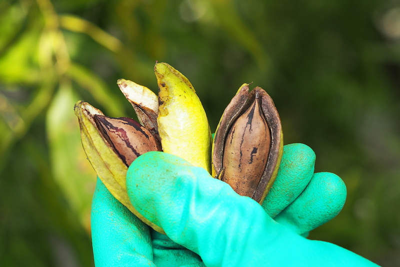 healthy eating, day, turquoise colored, human body part, 4K, one person, hand, food and drink, plant, focus on foreground, nuts, open air, human finger