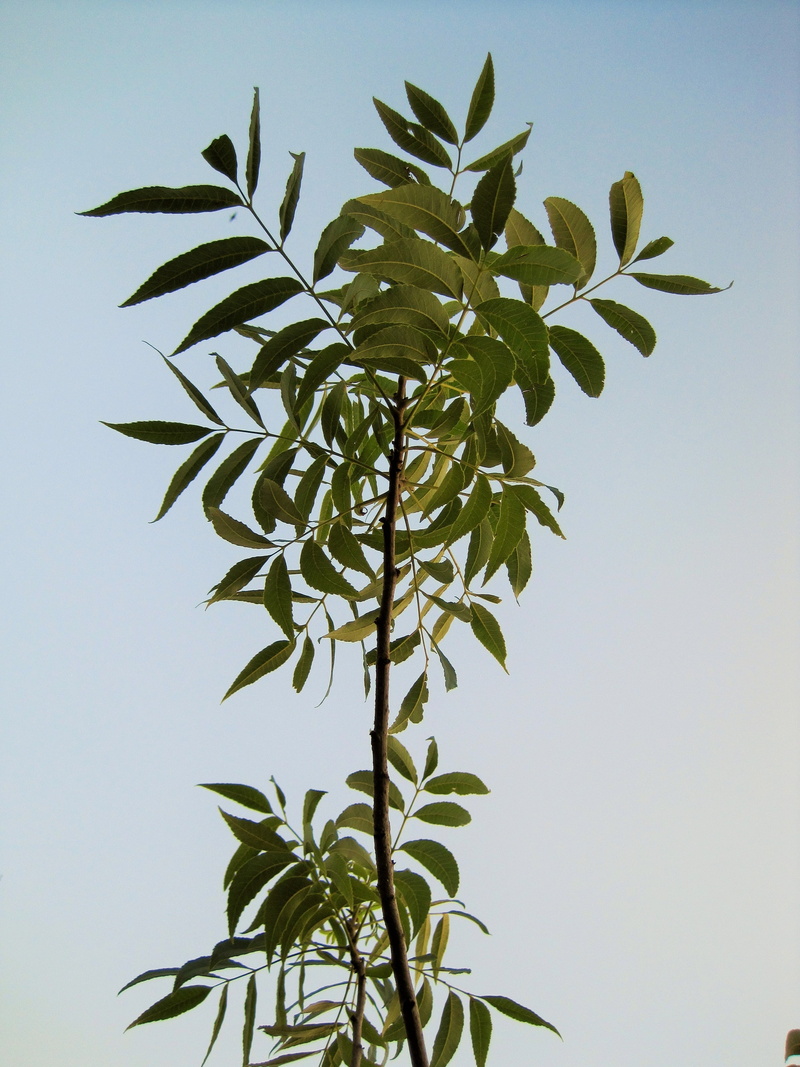 green color, day, plant, leaves, leaf, pecan tree, nature, outdoors, beauty in nature, pecan, tropical climate, branch, tree, green, 2K, growth, sky, plant part