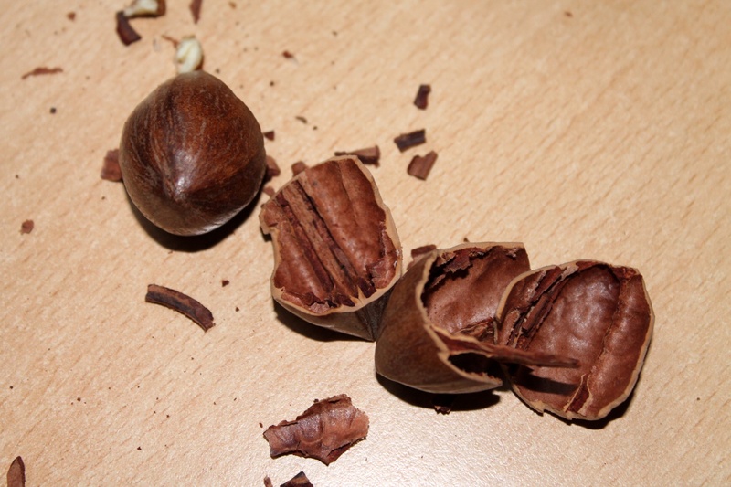 1080P, seed, indoors, high angle view, dry, food, food and drink, nut - food, chestnut - food, nutshells, pecan, snack, brown, close-up, leaf, table, wellbeing