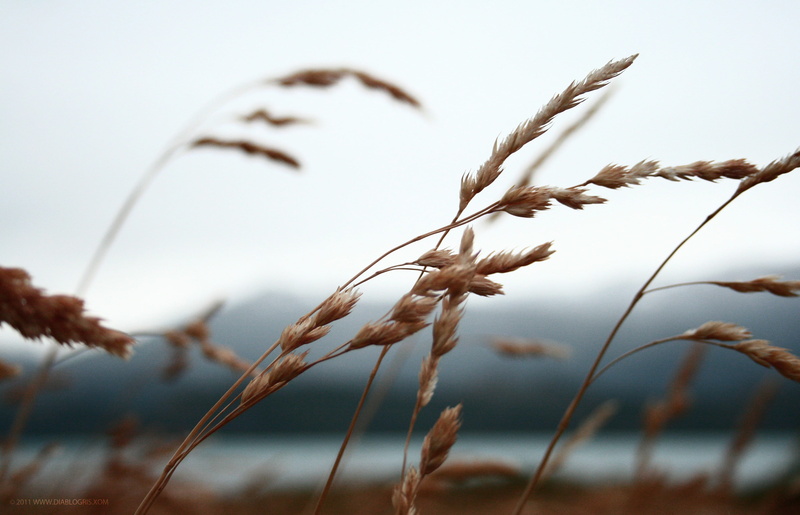 pecan, bird, rural scene, crop, vase, nut, 2K, herbs, vegetable, stalk, agriculture, close-up, pottery, produce, reed, selective focus, growth, plant