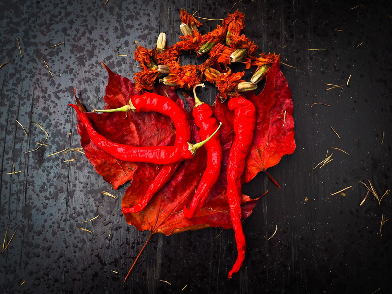 indoors, chili, leaves, Sharp, autumn, studio shot, Vegetables, no people, healthy eating, dry, directly above, close-up, spice, jalapenos, red, dried