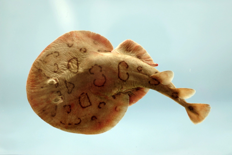 one animal, love, fish, studio shot, heart shape, public domain, Narcine bancroftii, humor, positive emotion, nature, Electric Ray, close-up, animal, electric