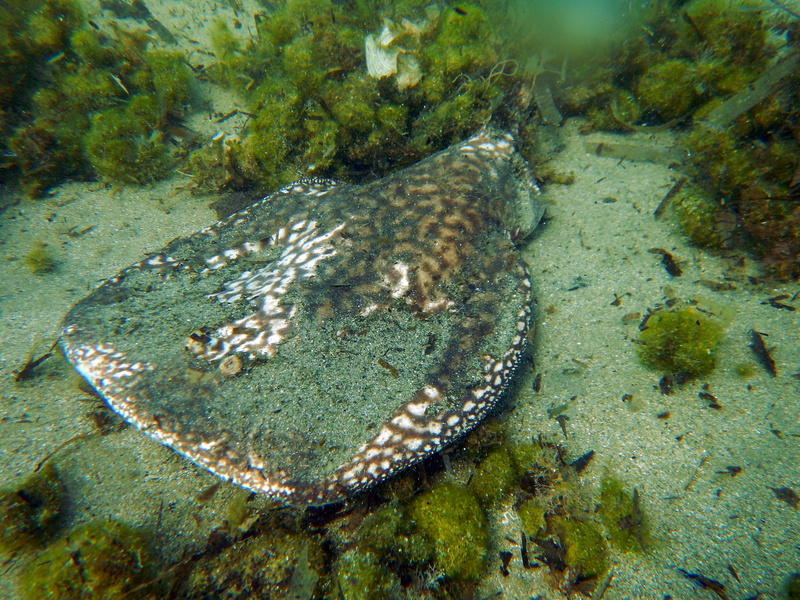 animals in the wild, undersea, sea life, underwater, water, no people, day, 4K, nature, marbled electric ray, animal, marine, one animal, animal themes