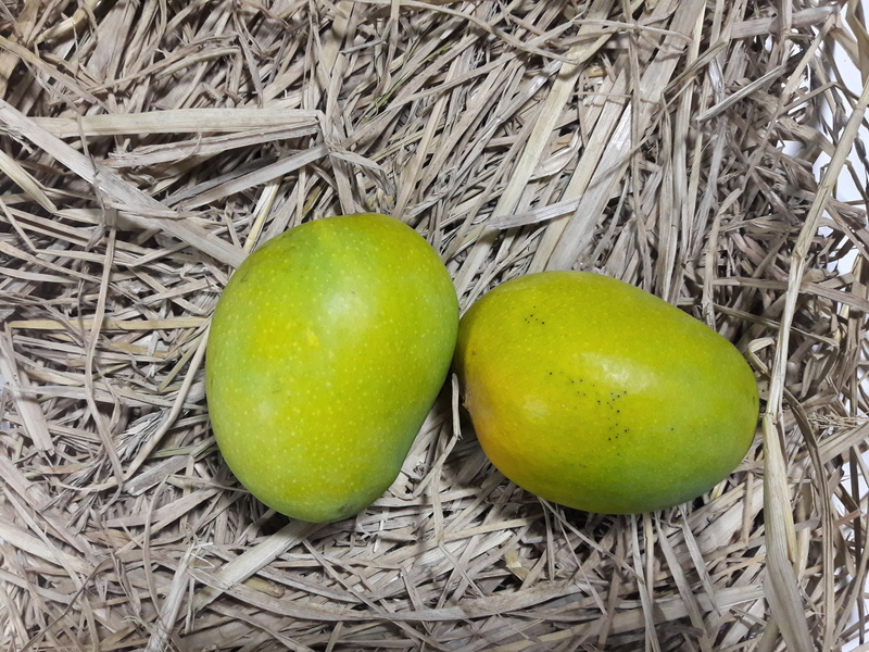 raw food, plant, food, freshness, wellbeing, outdoors, food and drink, fruit, mangoes, alphonso, no people, healthy eating, backgrounds, alfonso, high angle view