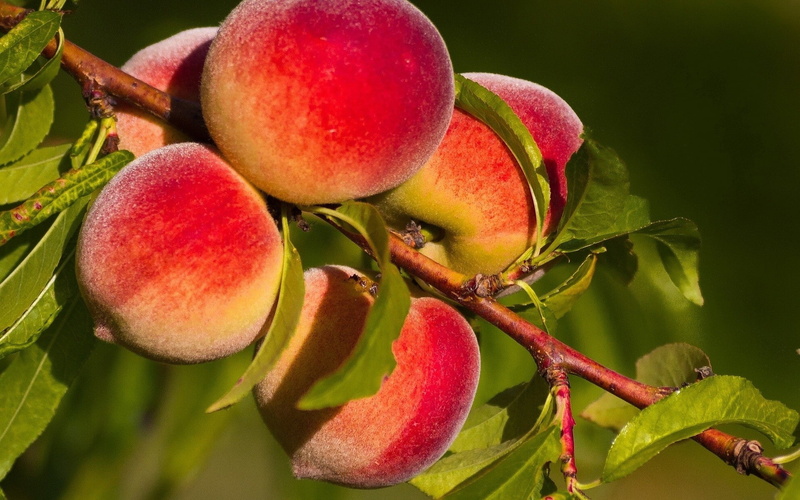 branch, peaches, summer, 1080P, leaves, fruit