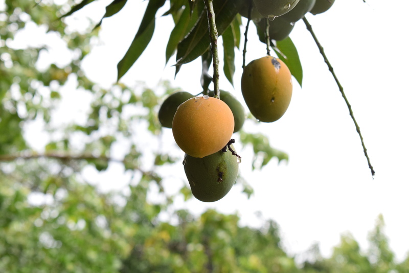 freshness, ripe, branch, fruta, food, mango, no people, hanging, close-up, wellbeing, focus on foreground, fruits, day, fruit tree, fruit, paraguay, growth