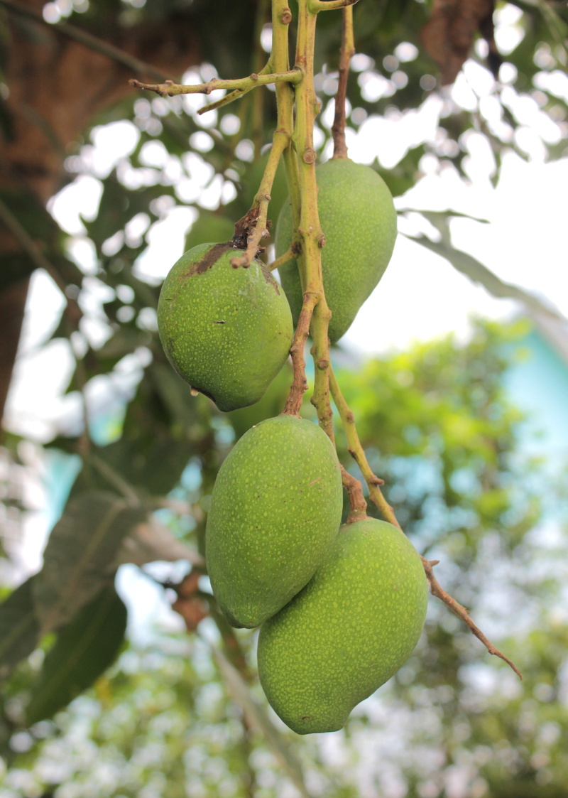 outdoors, branch, food, food and drink, wellbeing, growth, hanging, leaf, close-up, nature, healthy eating, tree, mango, 4K, low angle view, focus on foreground