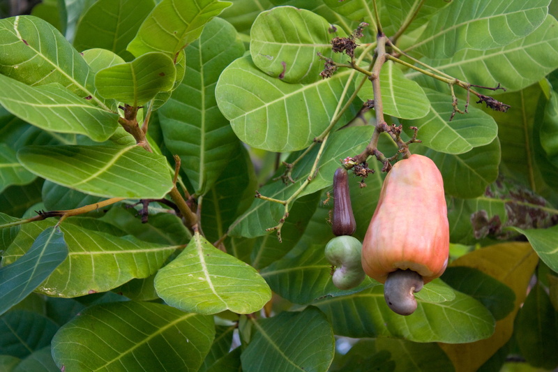 cashew tree, cashew, nature, cashew nut, outdoors, green color, 4K, no people, food and drink, close-up, day, fruit, beauty in nature, hanging, plant part
