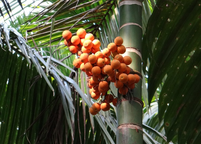 betelnut, nature, nut, arecanut, areca palm, ripe, growth, 1080P, healthy eating, fruit, tree, outdoors, wellbeing, low angle view, green color, food and drink