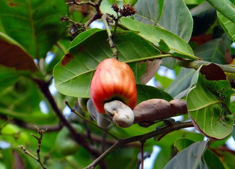 wellbeing, growth, healthy eating, 2K, day, cashew fruit, branch, ripe, india, no people, red, leaf, nature, plant, beauty in nature, close-up, food, outdoors