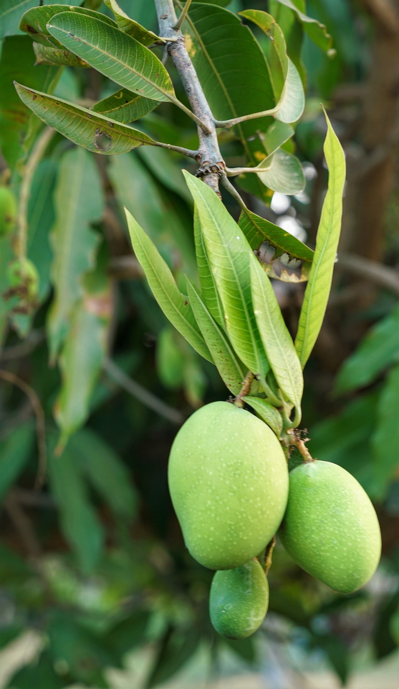 outdoors, wellbeing, healthy eating, plant, fresh, mango, branch, growing, no people, ripe, leaf, organic, freshness, plant part, thailand, flora, day