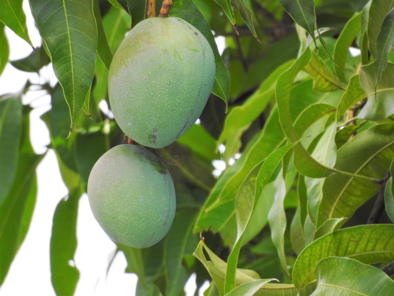 healthy eating, fruit, growth, tree, natural, plant part, exotic, 4K, sweet, leaf, food and drink, mango, healthy, green, outdoors, mango tree, ripe, hanging