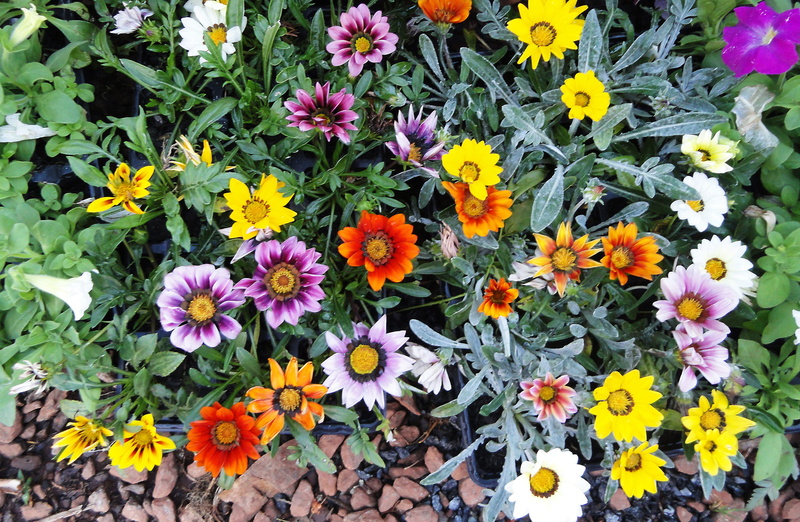 gerbera, daisy, vegetation, multi Colored, pollen, yellow, botany, green, summer, 2K, brazilian plant, close-up, assorted, Nature, decoration, flower