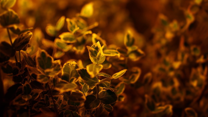 Blurred, specimen holder, flower head, freshness, vulnerability, petal, nature, plant, no people, flowers, close-up, outdoors, plant part, flower, selective focus