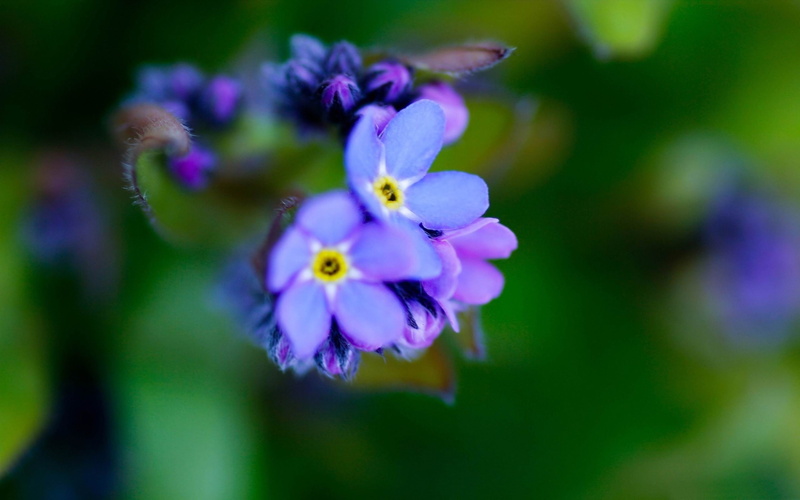 beauty in nature, specimen holder, close-up, vulnerability, fragility, plant, inflorescence, flowering plant, petal, selective focus, flower head, freshness