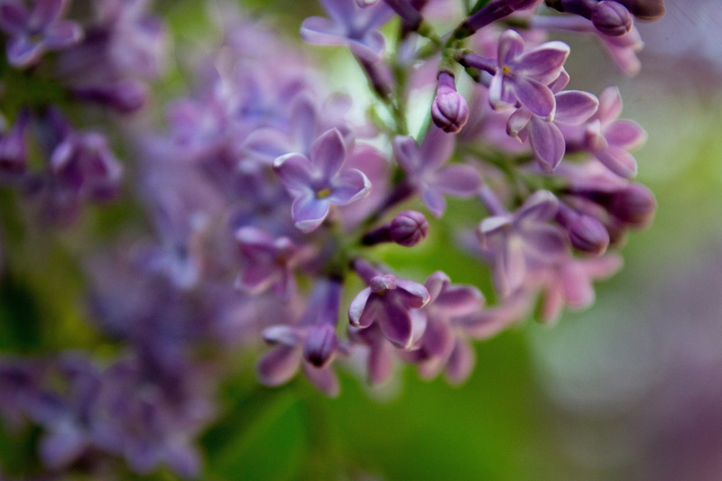 flowers, bloom, beauty, bright, inflorescence, flower, 5K, lilac, no people, specimen holder, spring, plant part, outdoors, growth, fragility, purple