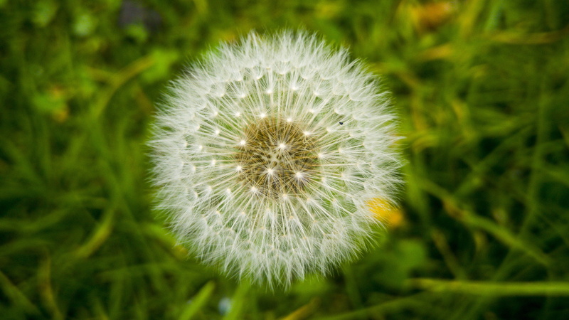 green color, outdoors, softness, vulnerability, 5K, white color, photosynthesis, growth, no people, beauty in nature, freshness, dandelion seed, lawn