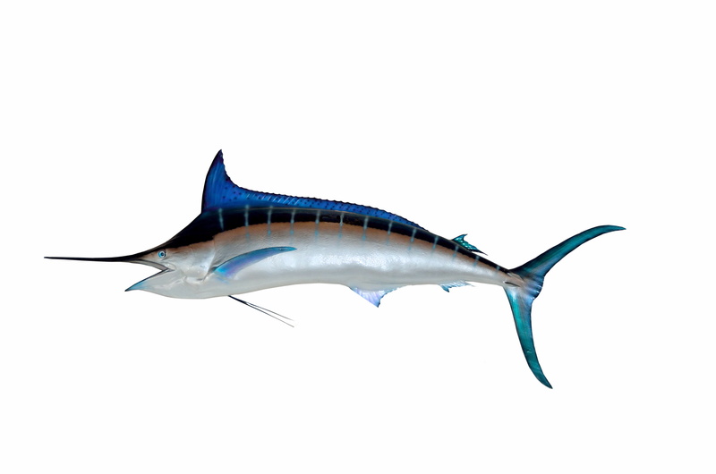animals in the wild, studio shot, copy space, exotic, ocean, nature, blue marlin, icon, animal themes, fish, aquatic, 4K, one animal, full length, fishing