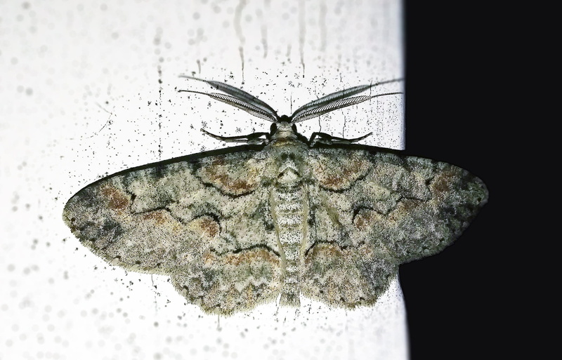 wildlife, no people, animal wing, antenna, animal antenna, animals in the wild, iridopsis defectaria, close-up, Iridopsis, butterfly - insect, animal, science
