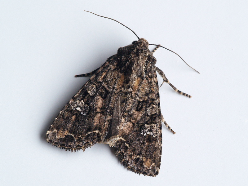 studio shot, no people, animal, bug, insect, animal wildlife, indoors, one animal, brown, winter, 2K, single object, animal themes, close-up, invertebrate