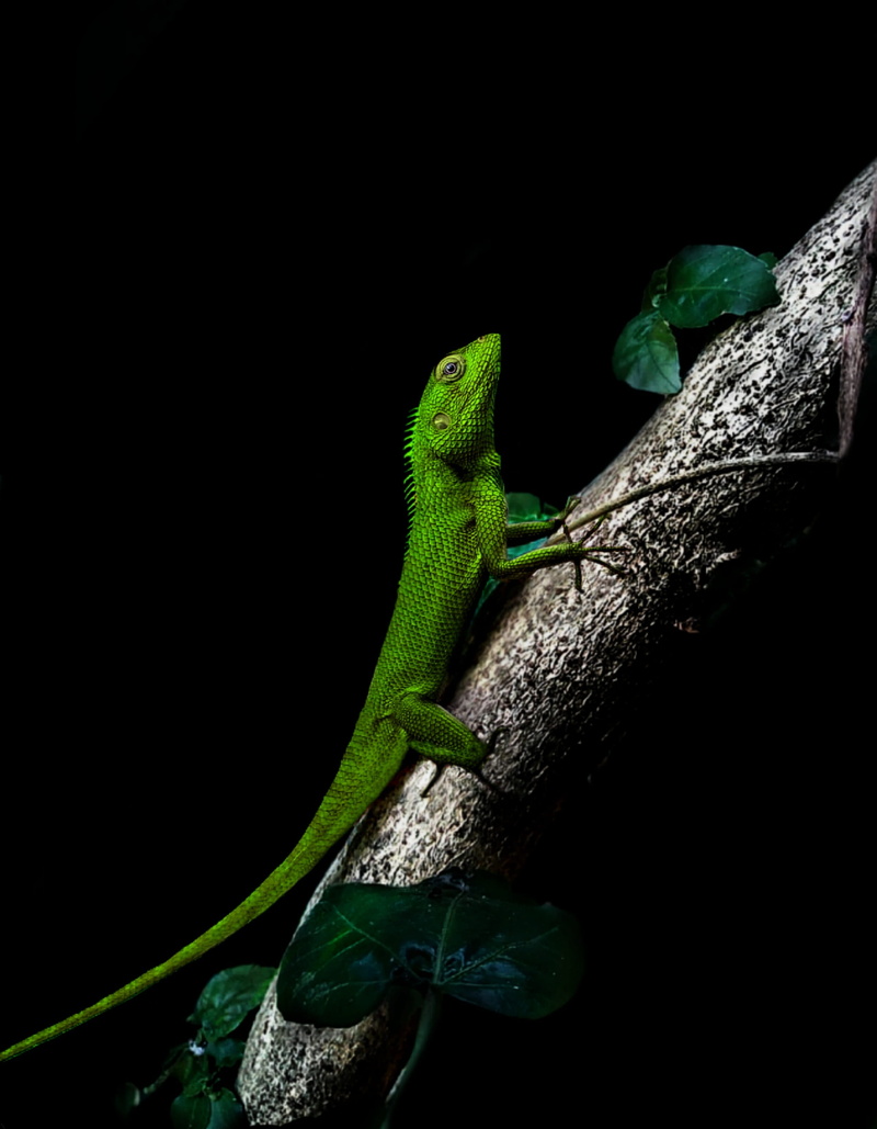 reptile, animal, green color, no people, branch, green, animal wildlife, plant, chameleon, night, leaf, outdoors, 2K, plant part, vertebrate, animals in the wild