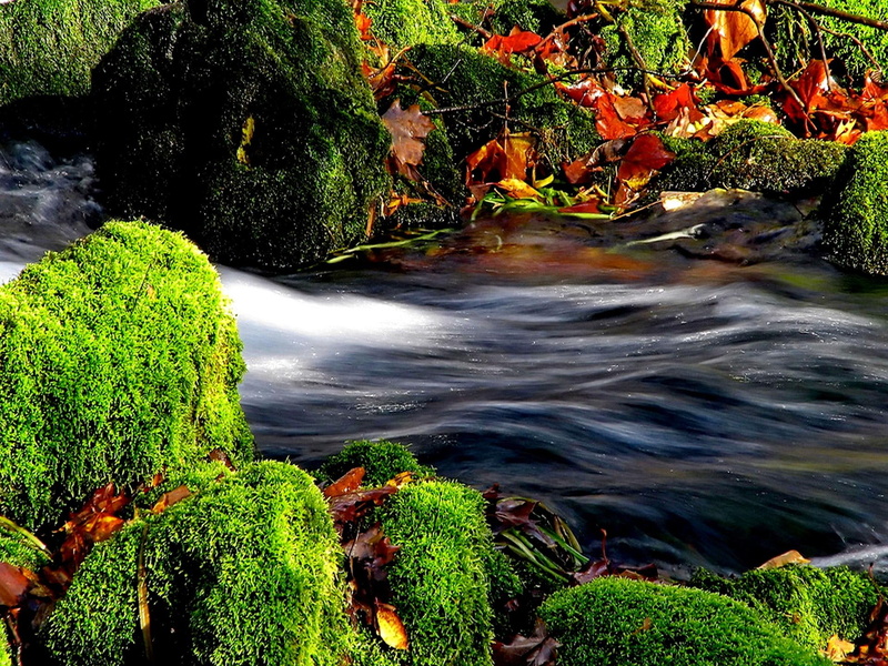 autumn, peaceful, moss, stream, flowing, summer, 1080P, creek, leaves, water, calm, river, silent, nature, green