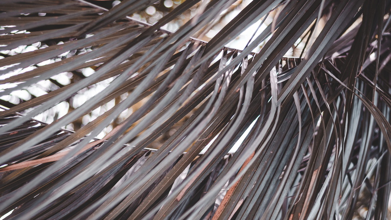 backgrounds, texture, pattern, abstract, close-up, silver colored, macro, fir, no people, metal, palm tree, 4K, large group of objects, outdoors