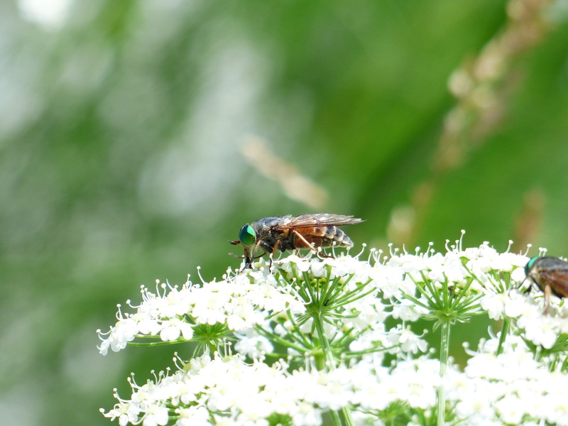 animal themes, pollination, tabanidae, brake, 4K, fragility, close-up, invertebrate, flowering plant, facets, flower, growth, mosquito, green compound eye