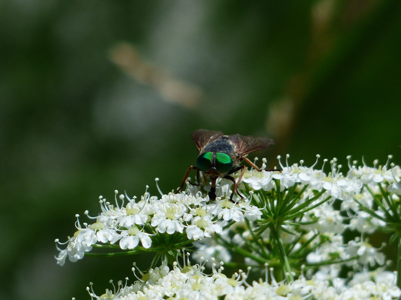 4K, insect, rinderbremse, green compound eye, wild flower, bloom, krabbeltier, wing, no people, fragility, pollination, risk, mosquito, green eyes, pain