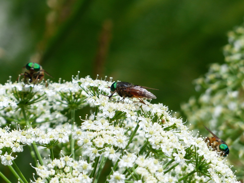 brake, itching, flower, animal themes, wild flower, vectors, pollination, animal wildlife, one animal, wild carrot, green, petal, animal, bee, animal wing