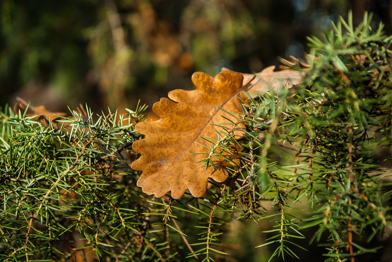 branch, green, autumn, multi Colored, leaf, field, 4K, leaves, color Image, change, outdoors, october, dry, season, macro, close-up, gold Colored, environment