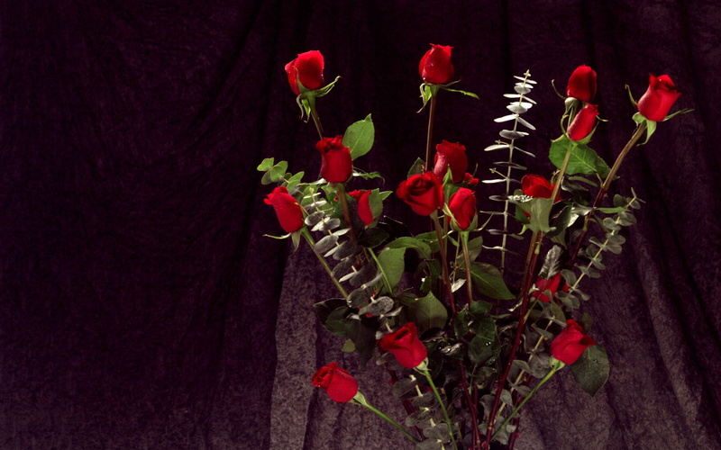 red, roses, bunch, 720P