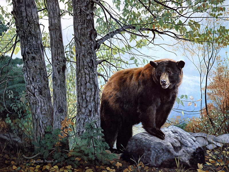 black, one animal, animal wildlife, 1080P, grizzly, day, outdoors, forest, painting, mammal, Morning Watch, plant, tree, land, animal themes, nature, bear