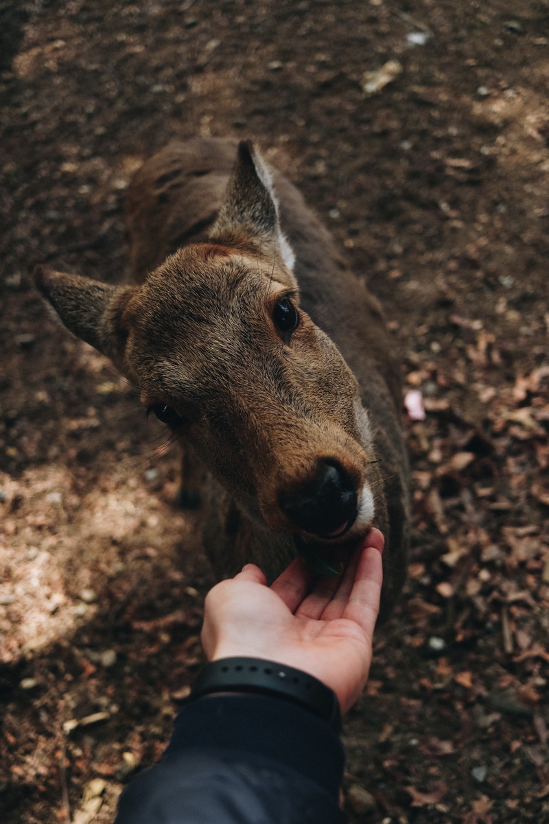 one animal, one person, domestic, daytime, animal, day, forest, personal perspective, vertebrate, s, brown, domestic animals, pets, jaw, wood, holding