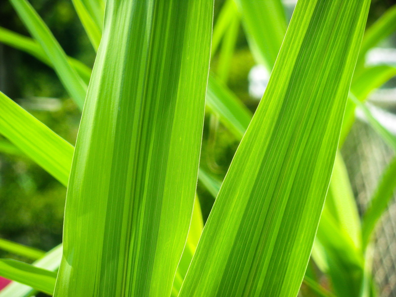 plant, blade of grass, focus on foreground, plants, agriculture, plant part, grass, celery, beauty in nature, palm leaf, vegetable, outdoors, green, freshness