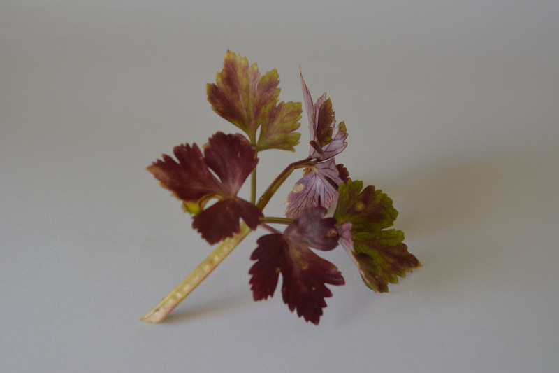 vulnerability, inflorescence, green leaves, green, gray, plant, nature, petal, flower head, springtime, growth, celery, close-up, branch, fragility, flowering plant