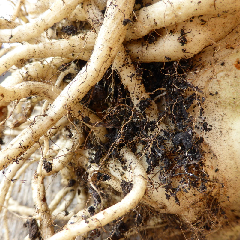 celery, animal themes, vegetable, earth, 2K, plant, invertebrate, animal, insect, high angle view, tuber, day, close-up, full frame, no people, outdoors