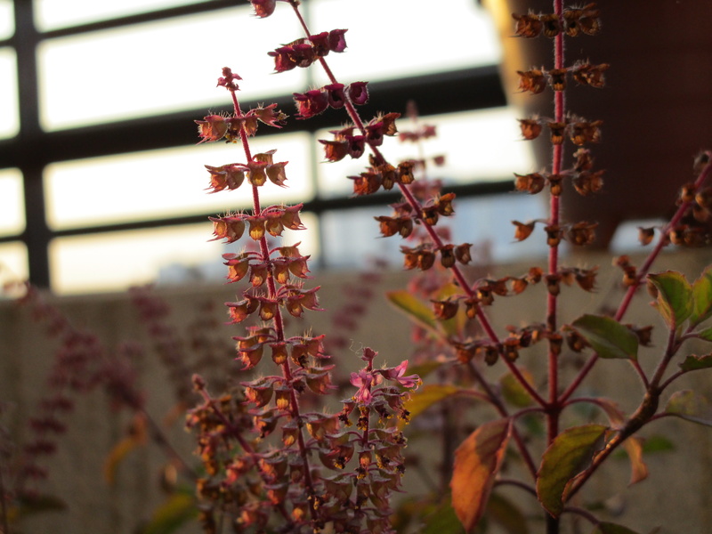 low angle view, growth, beauty in nature, focus on foreground, 5K, flower, flowering plant, plant stem, nature, basil, plant, no people, freshness, day