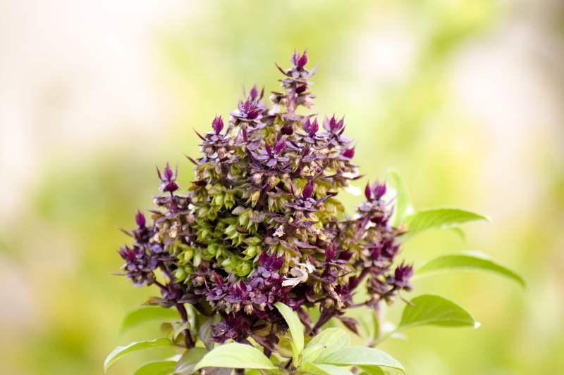 vulnerability, selective focus, inflorescence, spring, food and drink, beauty in nature, flowerbed, flower, green, close-up, no people, herb, fragility