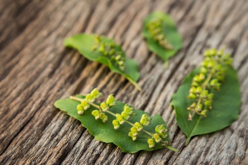 freshness, spicy, herbal, holy, no people, nature, vegetable, food, leaf, flowers, outdoors, wood - material, green color, ingredients, food and drink