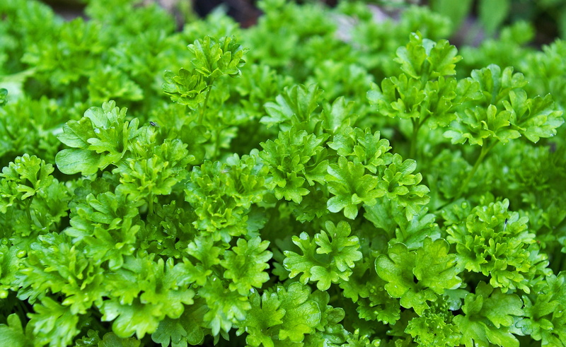 growth, healthy, kitchen herb, gardening, closeup, full frame, leaf, food, outdoors, plant, vegetables, vegan, leafed, bless you, salad, delicious, frisch