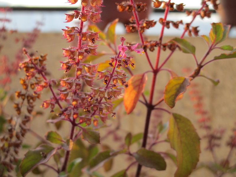 5K, focus on foreground, flower, pink color, freshness, close-up, plant, leaf, nature, basil, no people, tree, beauty in nature, outdoors, fragility, day