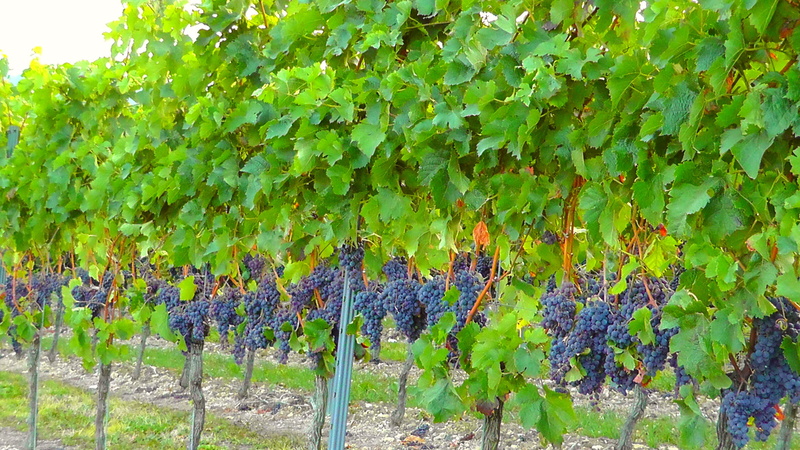 beauty in nature, fruit, tree, ripe, nature, food and drink, 2K, slope, s, vines, sweet, flower, wine, frisch, juicy, bless you, no people, nutrients