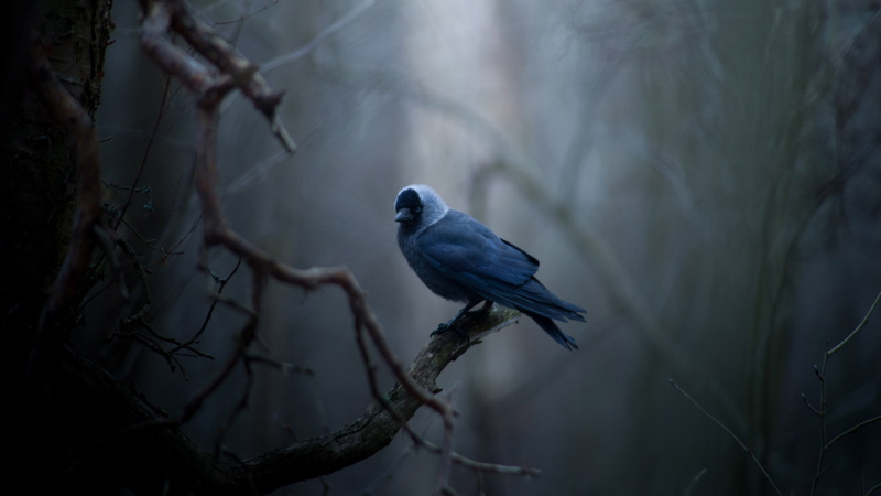 blue, Seaso, tree, black, beak, winter, Feather, lonely, nature, Dark, 4K, Branches, forests, bird
