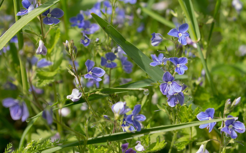 thyme-leaved speedwell, 2880x1800, thyme, flower, flowers, veronica, thymeleaf, speedwell, petal, purple, 2K, leaved